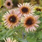  вид цветок ..hi вокруг Astra rose 1 пакет (20 шарик )