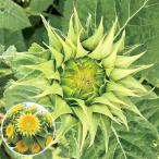  вид цветок ..hi вокруг F1 солнечный Hill зеленый 1 пакет (20 шарик )