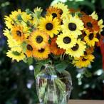  вид цветок ..hi вокруг so luna Mix 1 пакет (20 шарик )