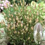  вид цветок ..ke сахалинский таймень The ntipe1 пакет (80 шарик )