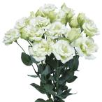  вид цветок .. техасский колокольчик свежий зеленый 1 пакет (20 шарик )