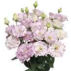  вид цветок .. техасский колокольчик розовый Dolce 1 пакет (20 шарик )