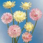  вид цветок ..... умение attraction Mix 1 пакет (30 шарик )