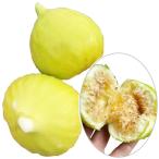  фруктовое дерево рассада ichi ось ti Anna 1 АО 