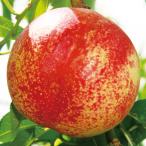 ショッピング桃 果樹苗 ネクタリン スイート麗PVP 1株