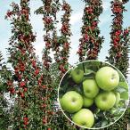 果樹苗 リンゴ 紅白バレリーナRツリーセット 2種2株