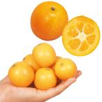 果樹苗 カンキツ 金柑セット 2種2株