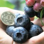 果樹苗 ハイブッシュ系ブルーベリー チャンドラ 挿木2年生苗 1株