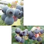 果樹苗 ブルーベリー 甘いラビットアイ系セット 2種2株