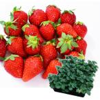 ショッピング苗 イチゴ苗 いちご苗福袋24ポット 名称付き 送料込み 爆買