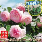 バラ鉢植え ピエールドロンサール 7号鉢 1鉢 花芽つき 送料込み