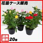 花苗大特価ミニバラケース販売1ケー...