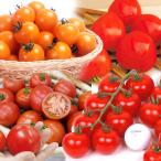  контактный дерево овощи рассада средний шар помидор контактный дерево средний шар помидор рассада пробный комплект 4 вид 4 АО ( бесплатная доставка )