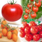 接木野菜苗トマト接木人気トマト苗お...