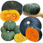 実生野菜苗カボチャ実生カボチャ苗お...