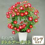 バラ鉢植え ミニバラ リトルアーチスト リング 6号鉢 1鉢 バラの苗 バラ苗
