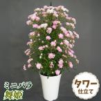 バラ鉢植え ミニバラ 舞姫 タワー 6号鉢 1鉢 バラの苗 バラ苗
