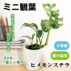 観葉植物 テーブル観葉 ヒメモンステラ ３号鉢 1鉢