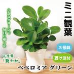 観葉植物テーブル観葉ペペロミアグリ...