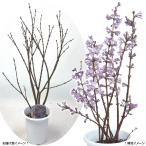 長寿桜 苗 送料無料 1株 花木苗 国華園