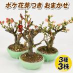 鉢花 花木 ボケ 花芽付き おまかせセット 3種3株