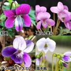ラン・山野草スミレ交配種スミレセッ...