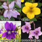 ラン・山野草スミレ原種スミレセット...