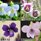 ラン・山野草スミレ海外のスミレセッ...