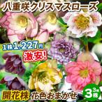 花苗 八重咲クリスマスローズ 開花株 花色おまかせ 3種3株 送料込み