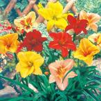 花苗 ヘメロカリスおまかせミックス(品種見計らい・名