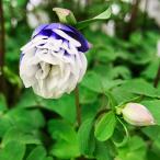 花苗風鈴オダマキティアードフリルブ...