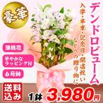 洋蘭苗 デンドロビューム 薄桃系 ラッピング付き 1鉢 デンドロビウム 送料込み 退職祝い 定年 花 誕生日 プレゼント