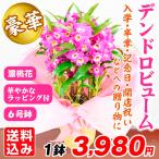 洋蘭苗 デンドロビューム 濃桃系 ラッピング付き 1鉢 送料込み デンドロビウム 退職祝い 定年 花 誕生日 プレゼント