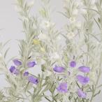  цветок рассада eremo filler комплект 2 вид 2 АО 