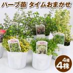  трава рассада время случайный комплект 4 вид 4 АО трава. рассада включая доставку 