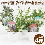  трава рассада лаванда случайный комплект 4 вид 4 АО трава. рассада включая доставку 