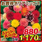 在庫処分特価 ダリア 球根 お買得ダリアミックス 5球 ダリアの球根 春植え球根