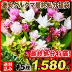 国華園 最終処分特価 クルクマ 球根 激安クルクマ福袋