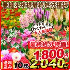 国華園 最終処分特価 春植え球根福袋 10球 春植え球根