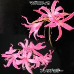 国華園ネリネ球根原種系セット2種2...