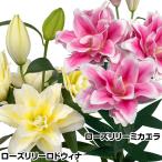 страна .. лилия луковица новейший rose Lilly комплект 2 вид 4 лампочка ( каждый 2 лампочка ) 100 . луковица лилия. луковица olientaru Lilly 