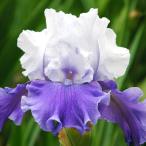  страна .. german Iris АО разделение рассада Мали posa Sky z1 АО german Iris. рассада цветок. рассада 