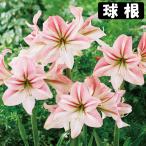 国華園アマリリス球根のみ一重咲リバ...