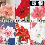 国華園アマリリス球根のみ八重咲球根...