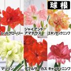 国華園アマリリス球根のみ八重咲球根...
