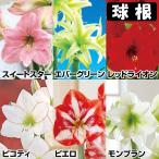 国華園アマリリス球根のみ一重咲球根...