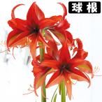 国華園アマリリス球根のみ一重咲ボゴ...