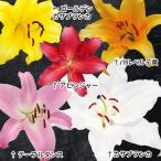 国華園ユリ球根花ユリオリエンタルリ...
