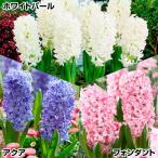 国華園ヒヤシンス球根Aセット3種1...