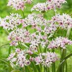 国華園秋植え球根アリウムカメレオン50球